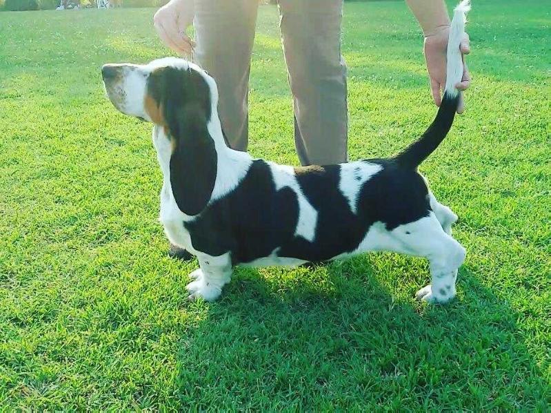 Nikolai Queen's Hermelìn | Basset Hound 