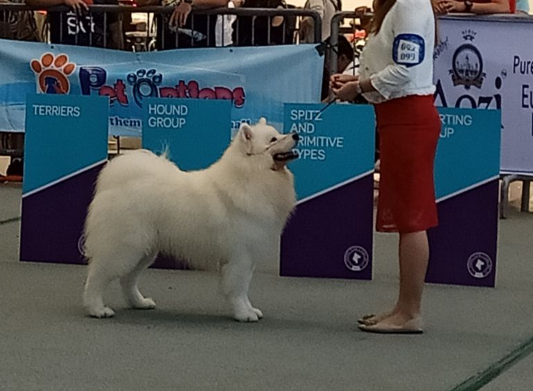 Amundsen Team Rafinad | Samoyed 