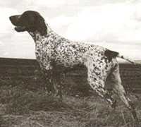 Yetta KS vom Hege-Haus | German Shorthaired Pointer 