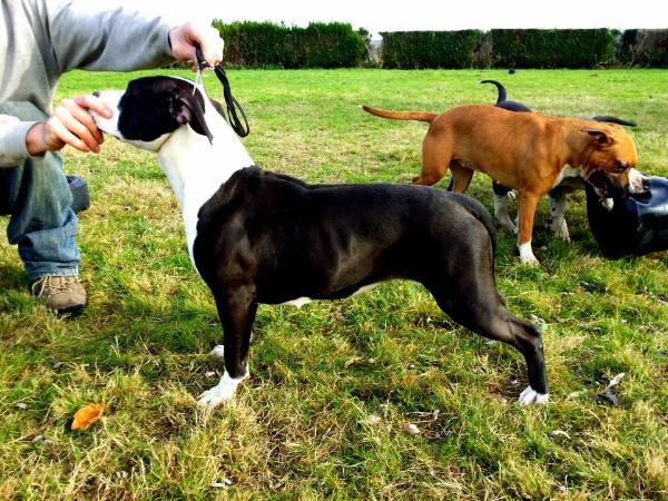 I am in love | American Staffordshire Terrier 