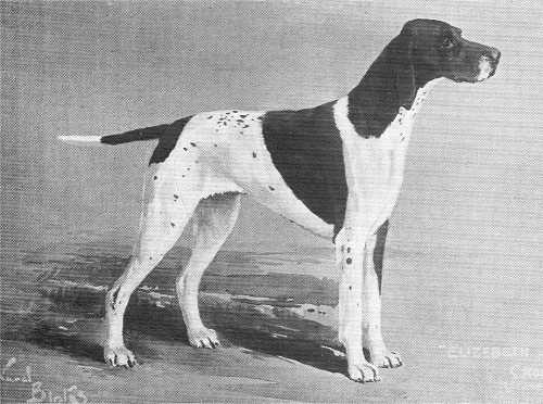 Elizabeth of Crombie | Pointer 