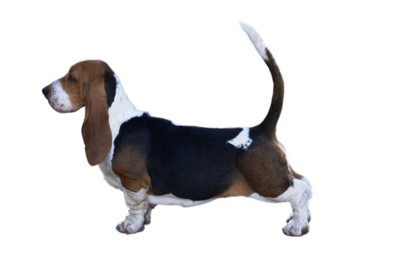 TERRA D'ORFILI EGLE | Basset Hound 