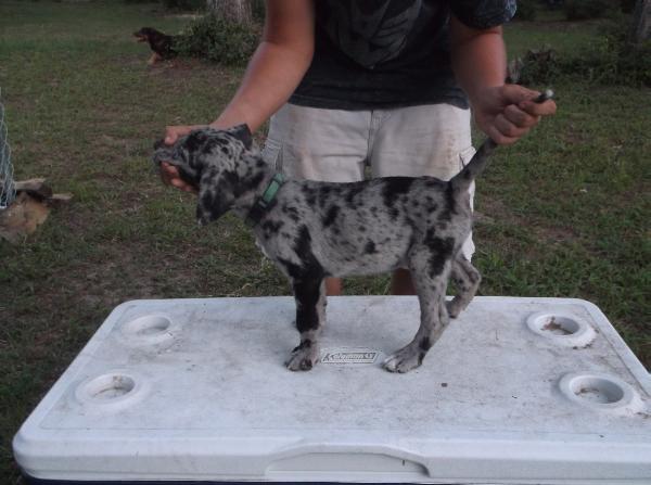 Gunslingers' Hero | Catahoula Leopard Dog 