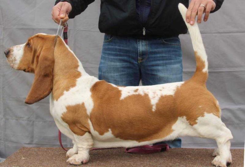 MIHANLO GUCCI GIRL OF MEANDRO | Basset Hound 