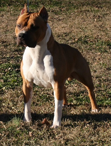 Cormyr-Edelhaus' Man O' War | American Staffordshire Terrier 