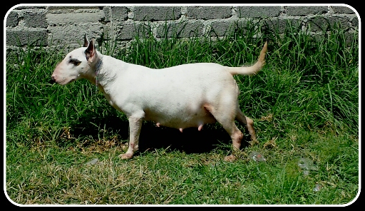 Samanta (Martinez) | Bull Terrier 