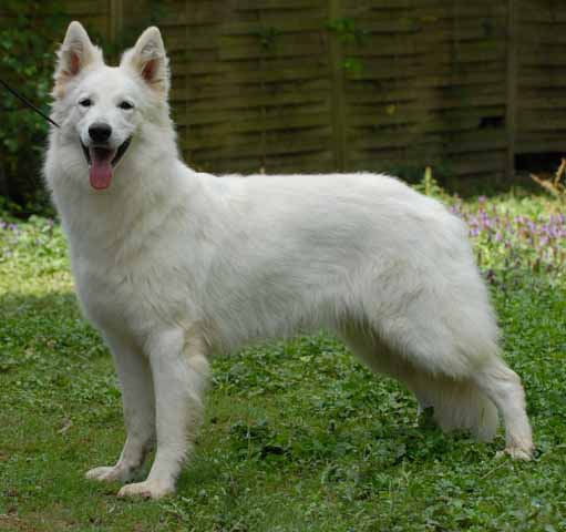 DEMON-SUNSHINE DU BOIS DES TERNES | White Swiss Shepherd Dog 