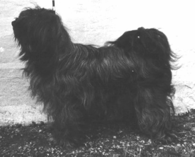 SODERUPS TSUNG-CHUNG | Tibetan Terrier 