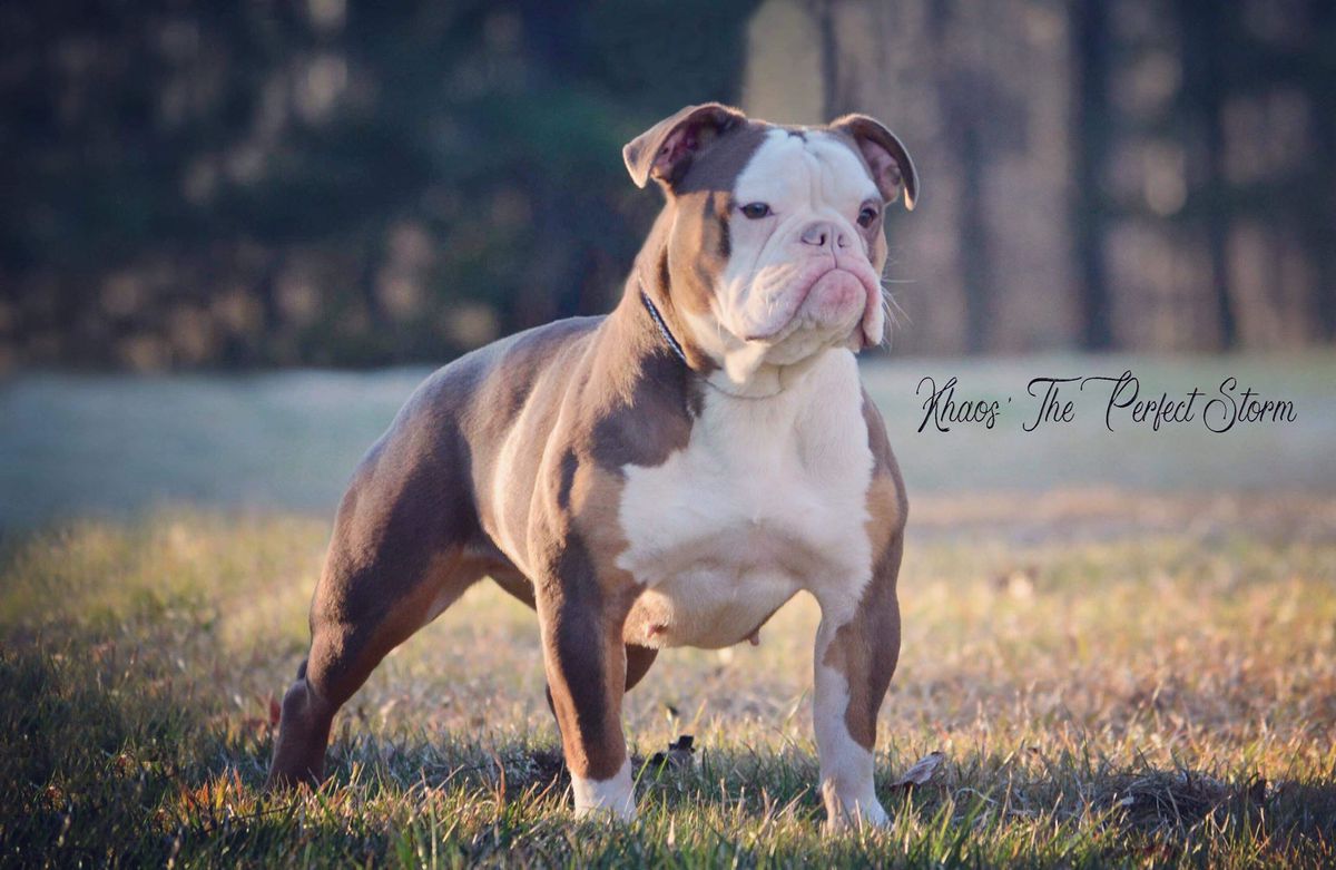 KHAOS' THE PERFECT STORM | Olde English Bulldogge 