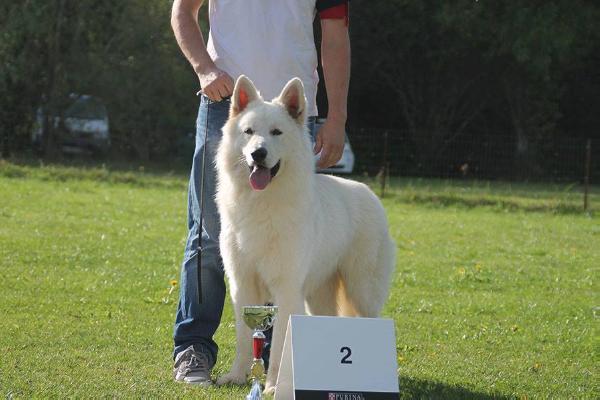 Ice breaker De La Rivière Aux Blancs | White Swiss Shepherd Dog 