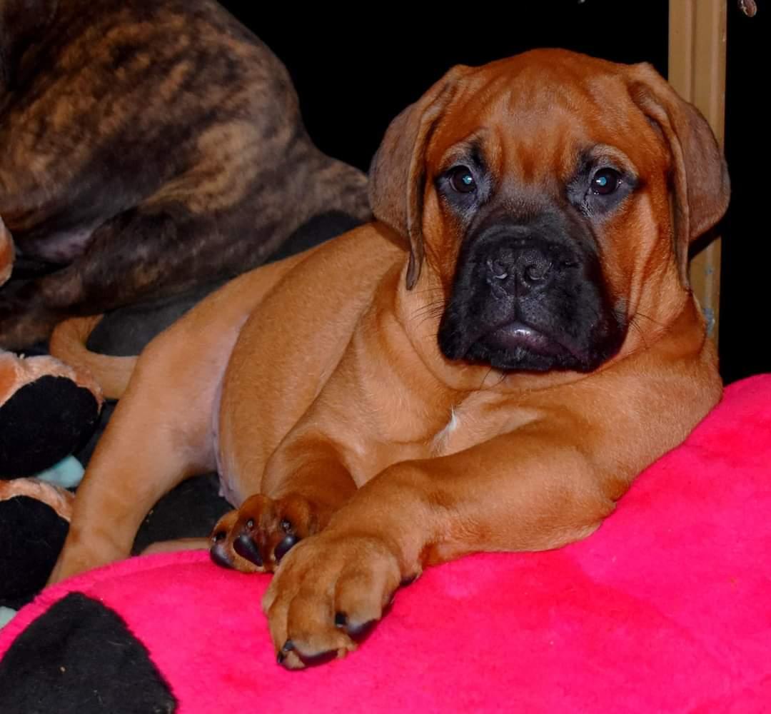 RED MOONLIGHT III Nestor Notabilis FCI | Bullmastiff 