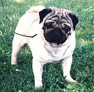 Sheffield's Jersey Joe Porter | Pug 