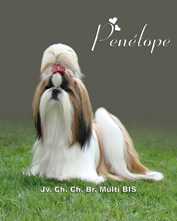 Par D'Ellas Penelope | Shih Tzu 