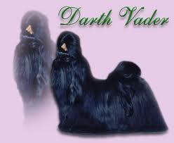 Par D'Ellas Darth Vader | Shih Tzu 