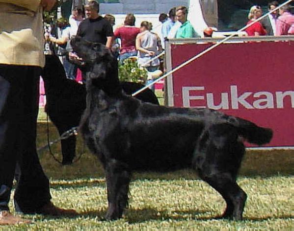 Starworkers Daily News | Flat-Coated Retriever 