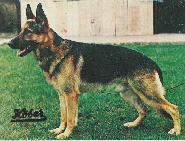 Lesco vom Grubenstolz | German Shepherd Dog 