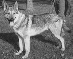 Arco Z Dousova Dvora CS | Czechoslovakian Wolfdog 