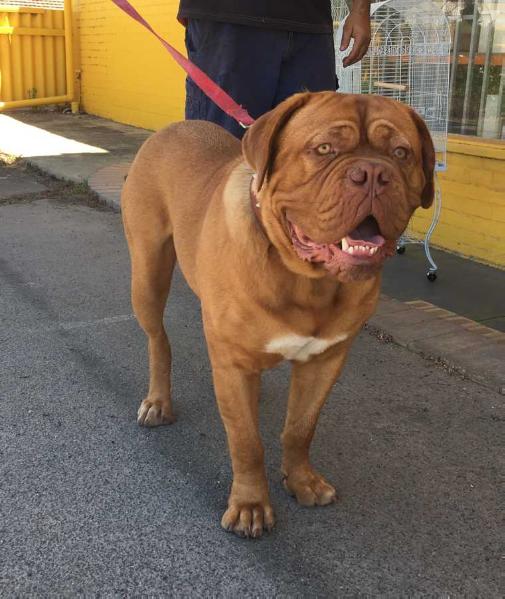 Taureauxroug Drogon | Dogue de Bordeaux 