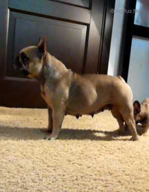 Nezemnoy Krasoty Stilnaya Shtuchka | French Bulldog 