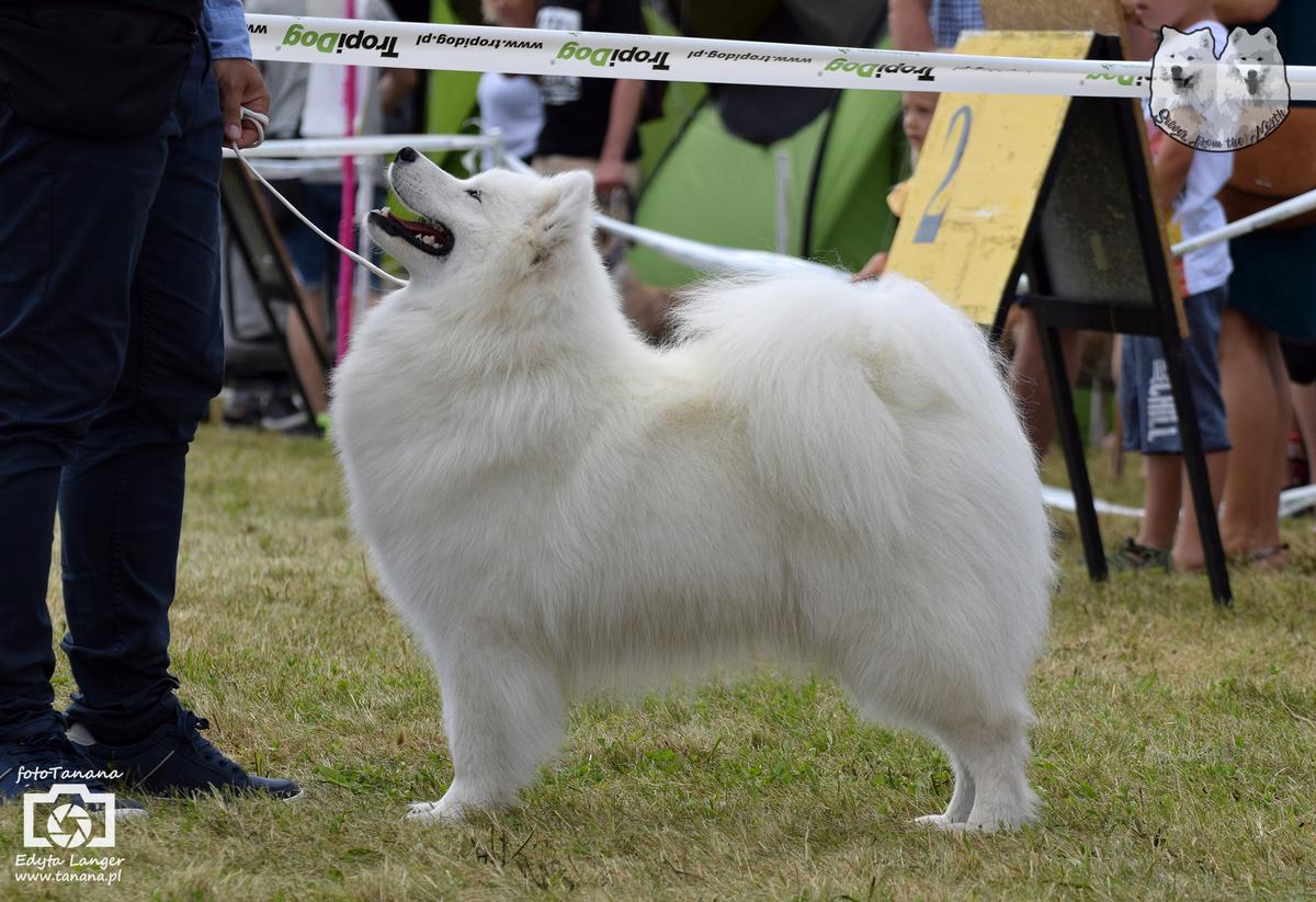 SHANTII SUPER STAR Small Silver | Samoyed 