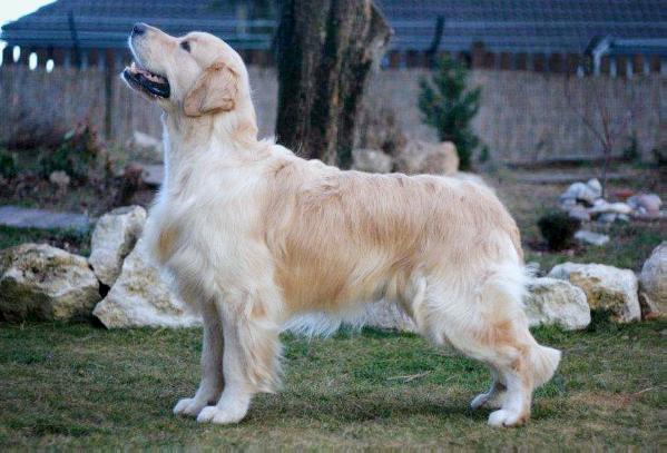 Race the Sun de Ria Vela | Golden Retriever 