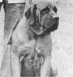 Garboso do ABC | Fila Brasileiro 