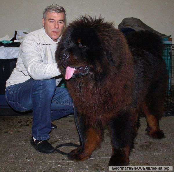 Bao Bey Gol'd VS | Tibetan Mastiff 