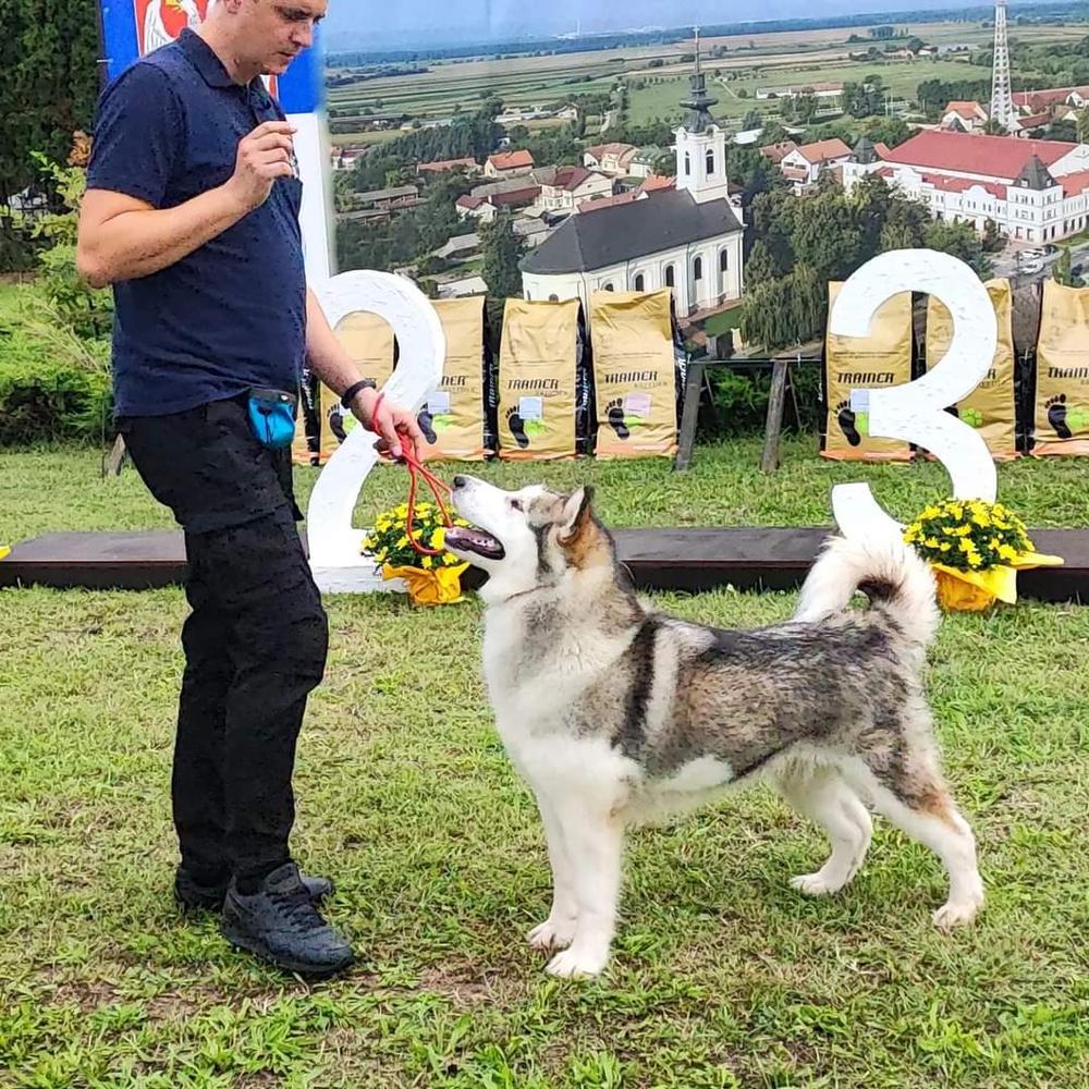 Amelhuk Zheleznay Lady | Alaskan Malamute 