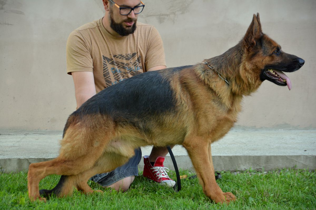 Furbo von Empiere 2015 | German Shepherd Dog 