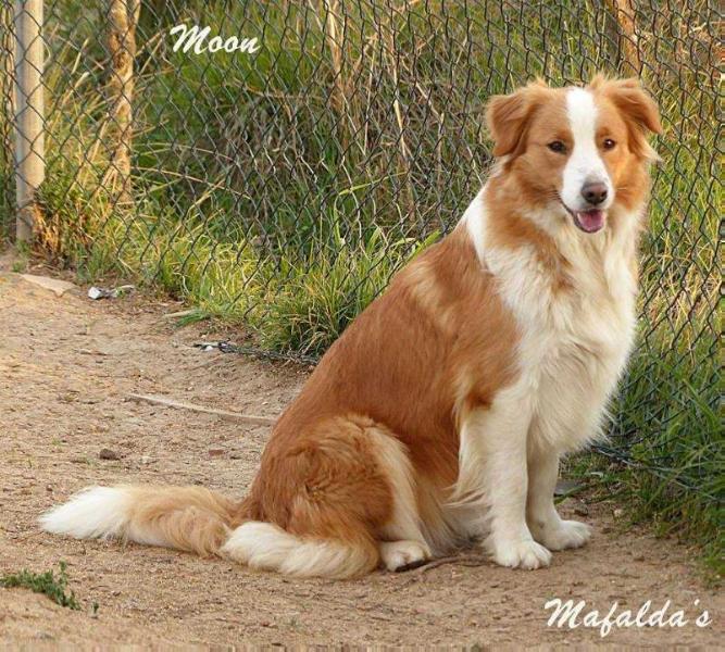 Golden Moon de Mafalda's | Border Collie 