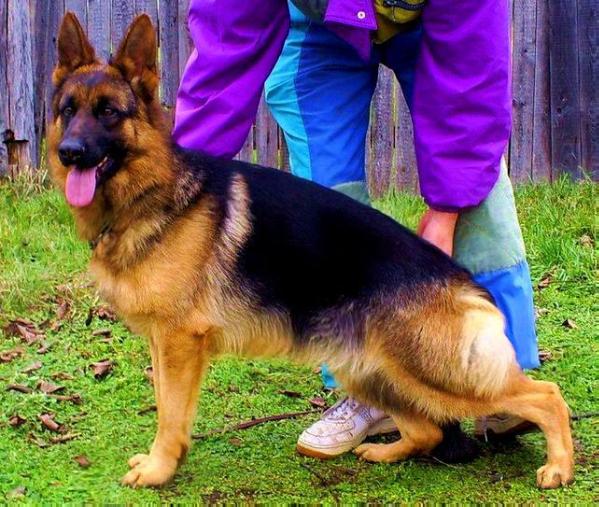 Sissy de eldorado | German Shepherd Dog 