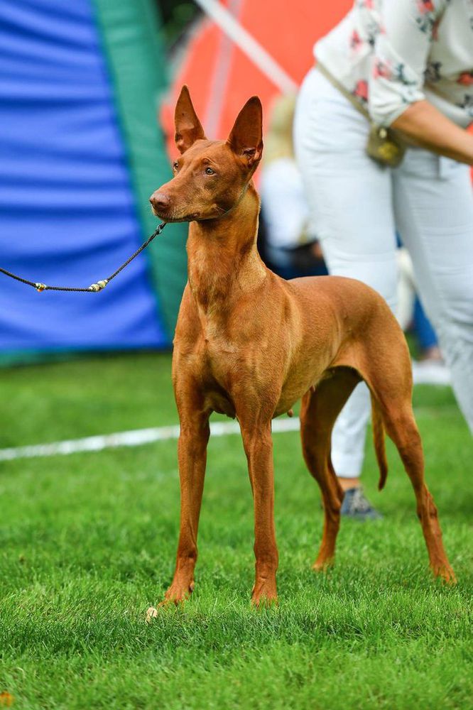 Farao Anubis Infra Red | Pharaoh Hound 