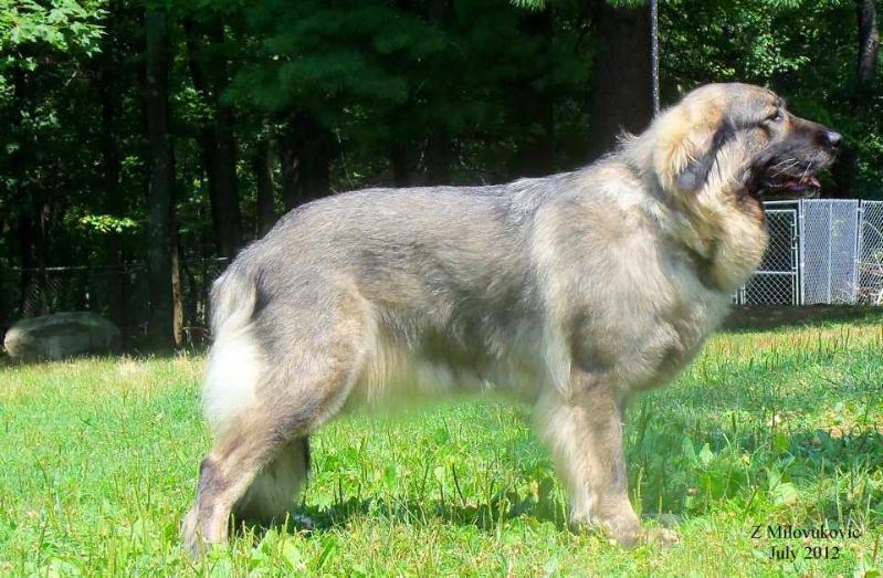 SHARA’S FAITH VERA | Yugoslavian Shepherd Dog-Sarplaninac 