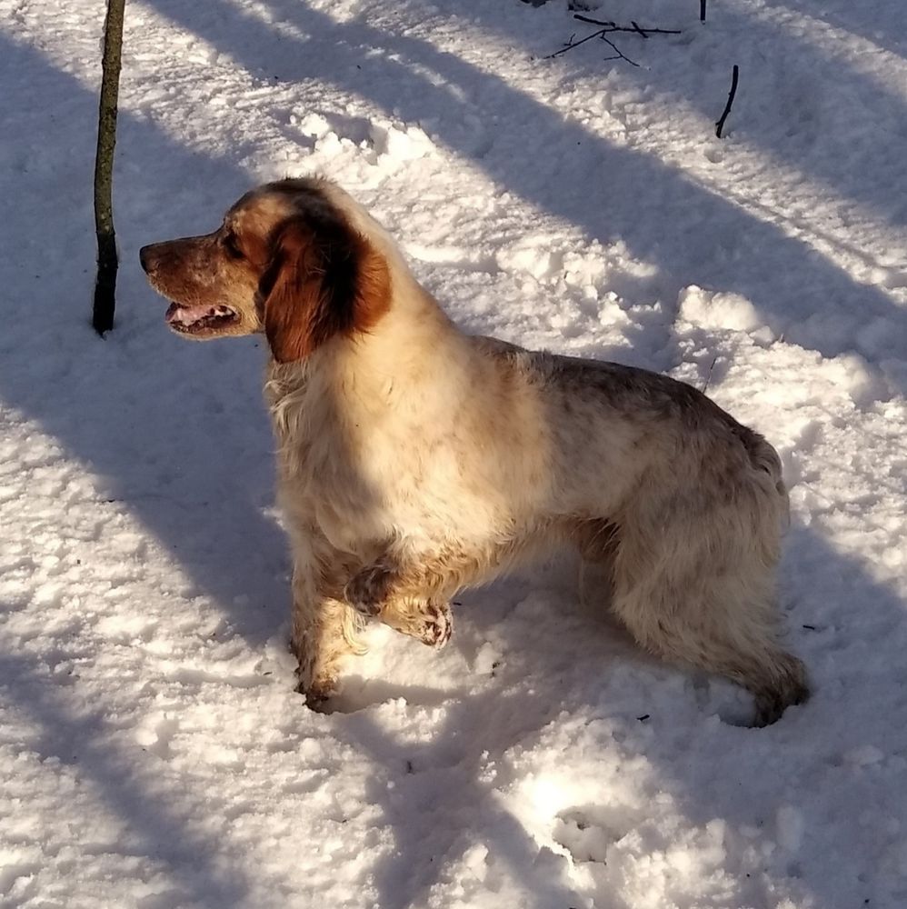 Polya Rossii ERMAK | Brittany 