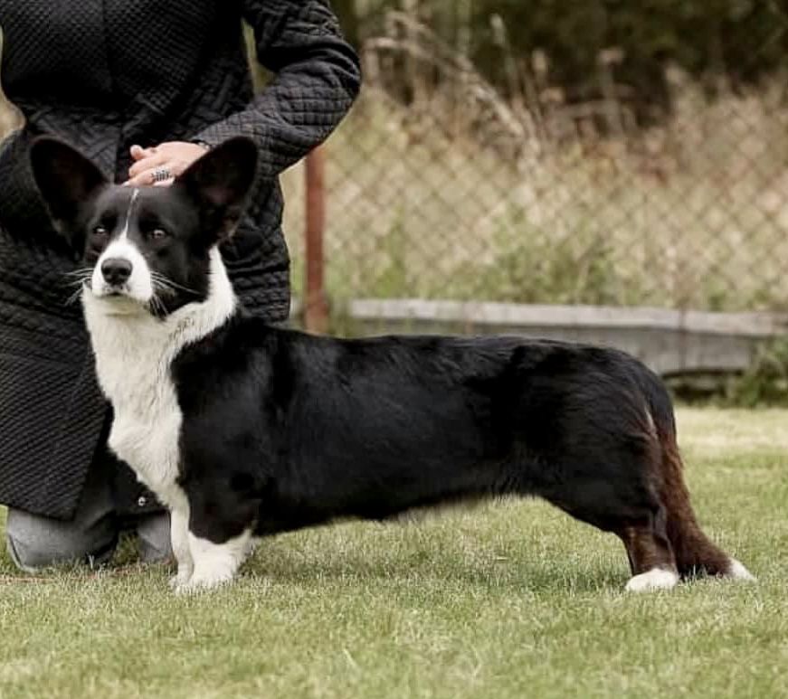 SEVASTOPOLSKIY VALS LAYRA | Cardigan Welsh Corgi 