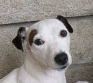 Carla | Jack Russell Terrier 