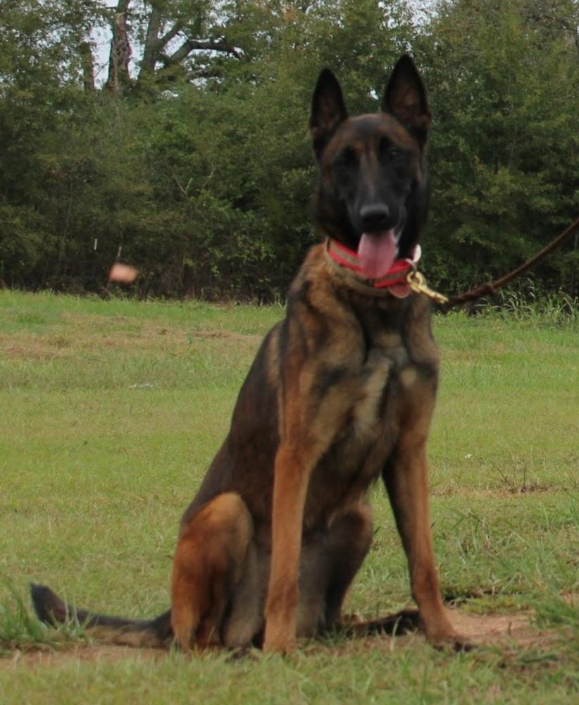 North River's Fiery Phoenix | Belgian Malinois 