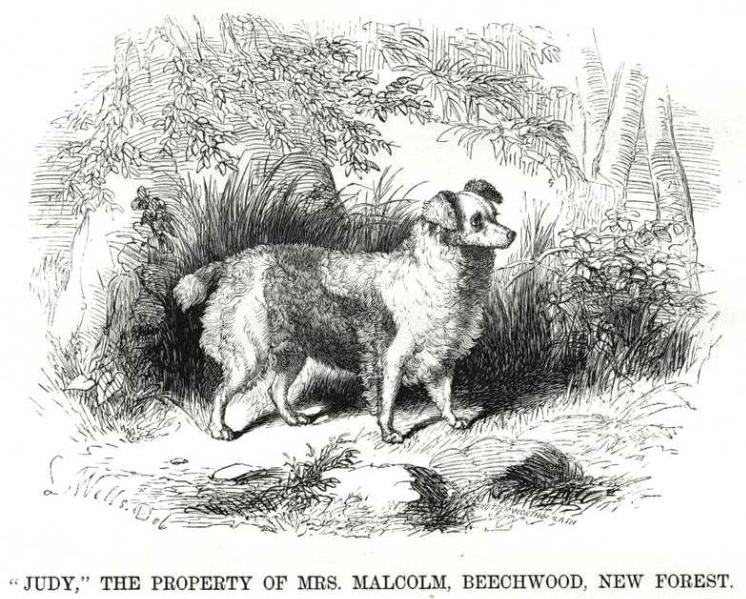 Judy (c.1867) [Mrs. Malcolm Beechwood's] | Lagotto Romagnolo 