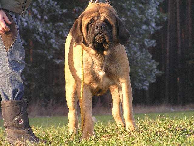 Babajaga Assisi | Mastiff 