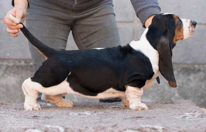 Hippie Grand Grades | Basset Hound 