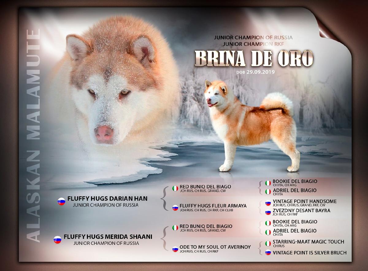 BRINA DE ORO | Alaskan Malamute 