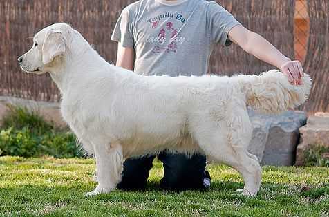 A'Brisa du Domaine des Rives de L'Erdre | Golden Retriever 