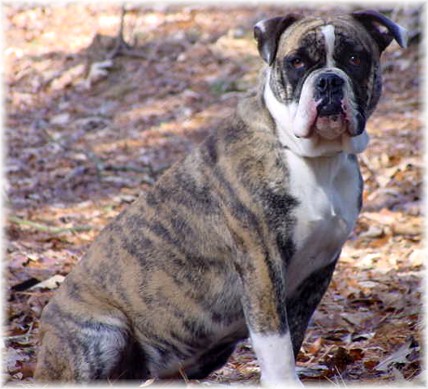 My Bulldogge's Glory | Olde English Bulldogge 