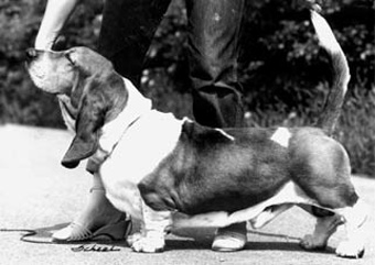 Tal-E-Ho's Top Choice | Basset Hound 