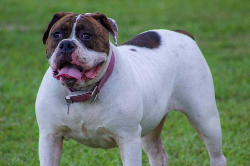 Southern Rebellion's Marcy Lou | Olde English Bulldogge 