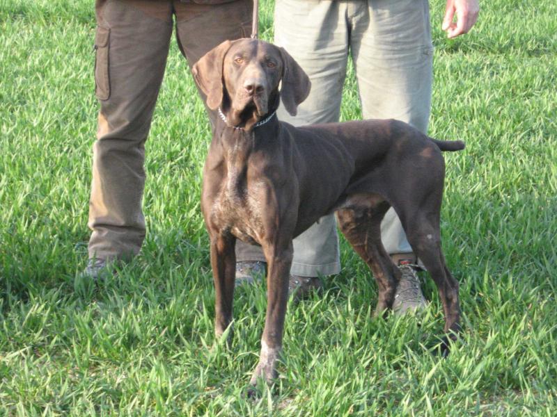 Big Jim Du Pied Du Mont | German Shorthaired Pointer 