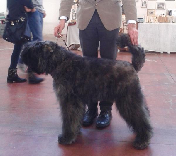 Wise Beard Elwood Blues | Bouvier des Flandres 