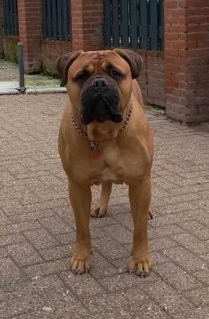 ATHENA ( Memorabulls) | Bullmastiff 