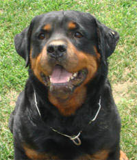 Monika Crni Lav | Rottweiler 