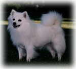 Kiskapoo's Sweet Talk'n Shaina | American Eskimo Dog 